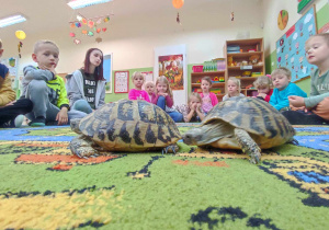 Na zdjęciu znajdują się dwa żółwie i dzieci.