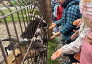 Grupa Wiewiórki karmiąca zwierzęta